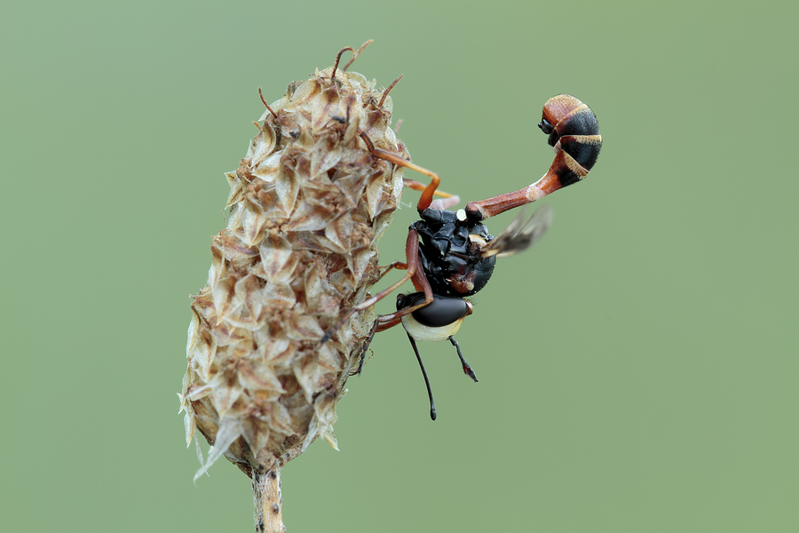 Physocephala vittata???