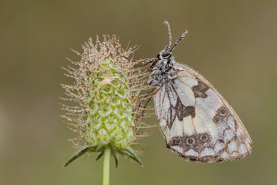 Melanargia galathea???