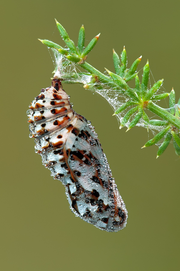 ID pupa! - Melitaea didyma