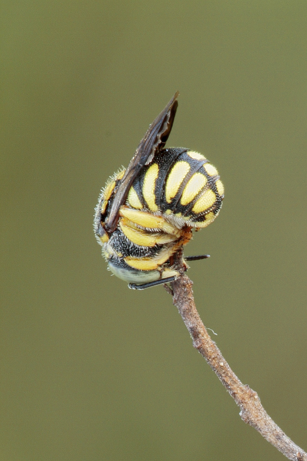 Anthidiellum strigatum ♂ (Apidae Megachilinae)