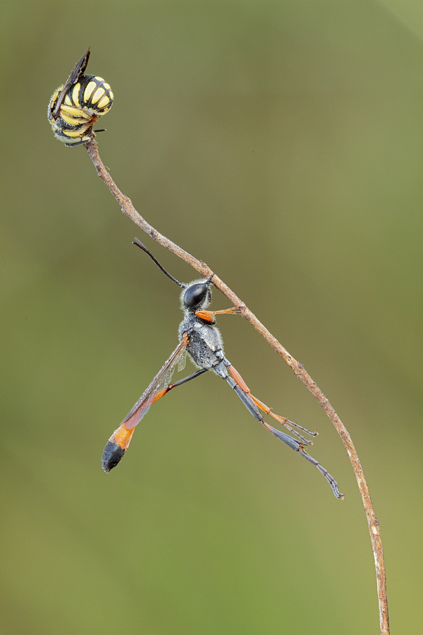 Anthidiellum strigatum ♂ (Apidae Megachilinae)