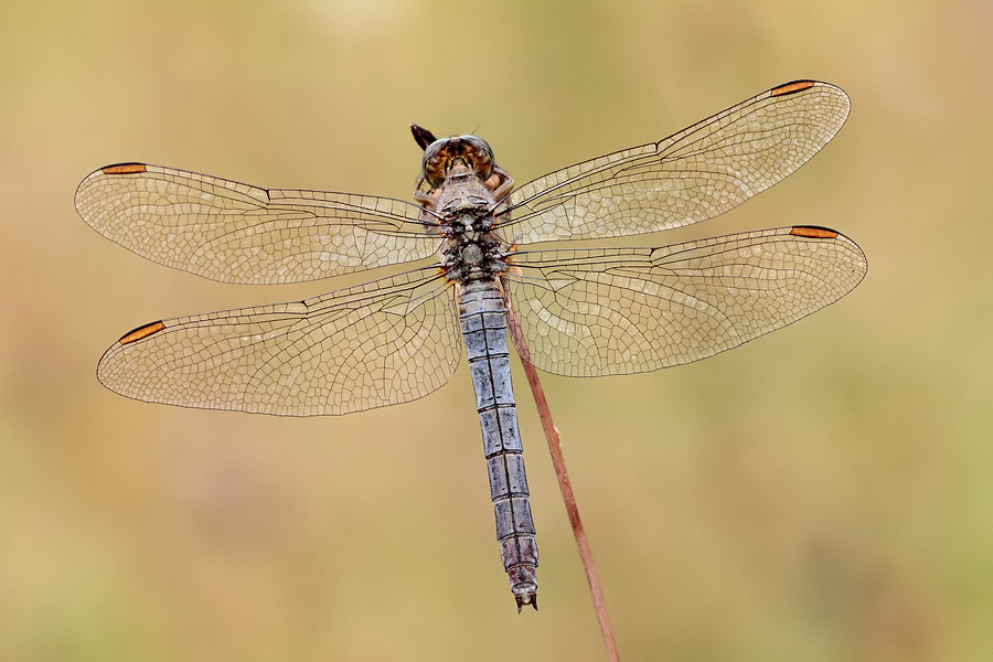 Da ID - Orthetrum coerulescens