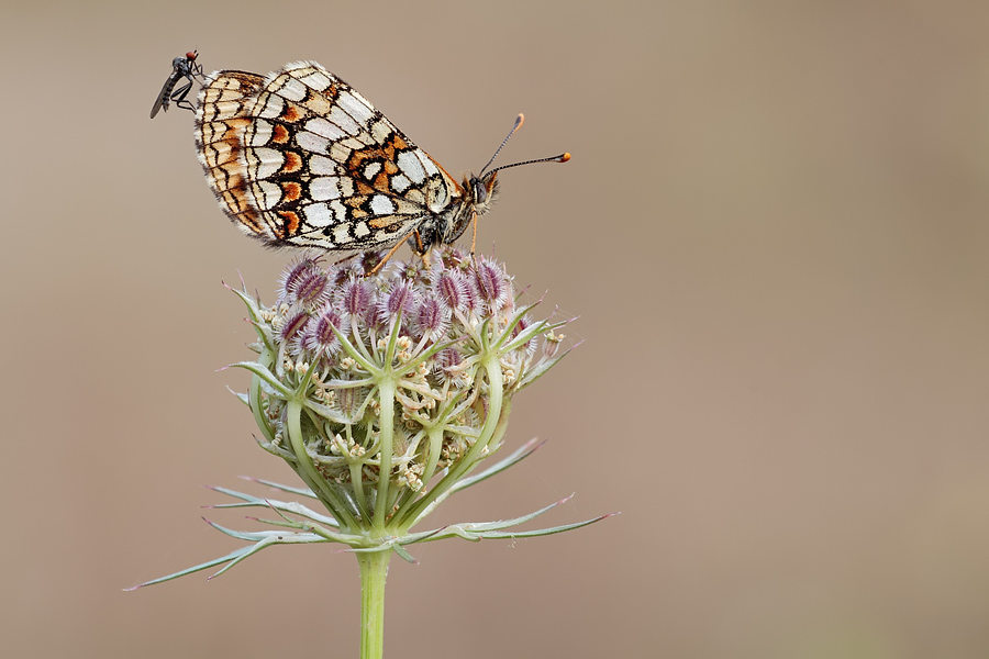 Melitaea athalia?? se non sbaglio...