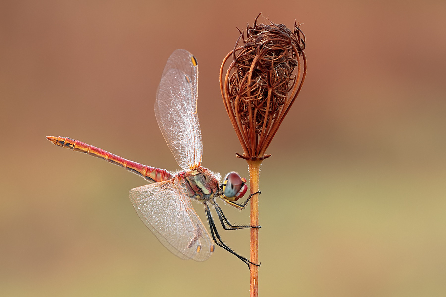 Sympetrum da ID - Sympetrum fonscolombii