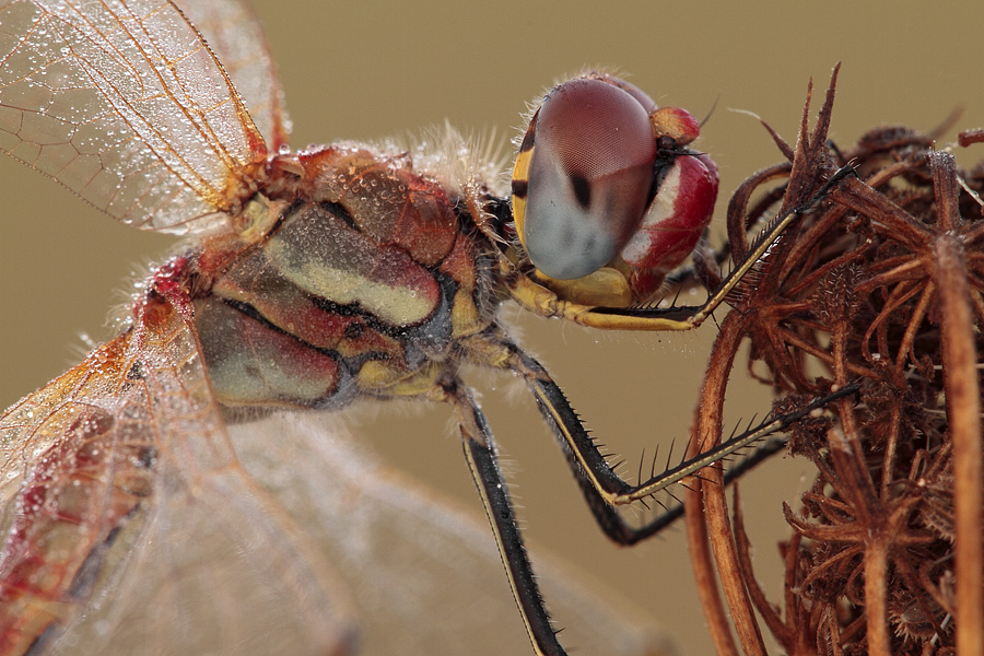 Sympetrum fonscolombii???