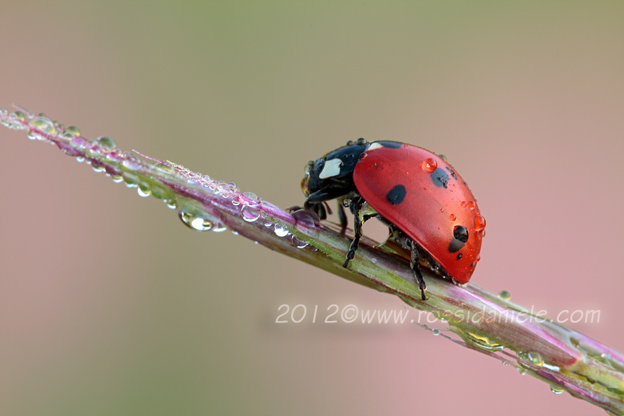 Coccinella septempunctata