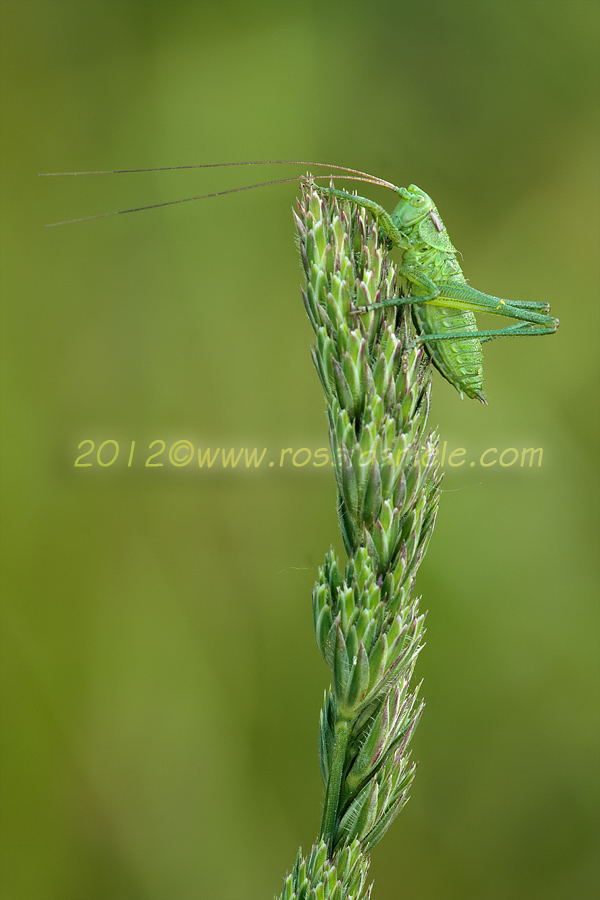 neanide di Tettigonia sp. maschio