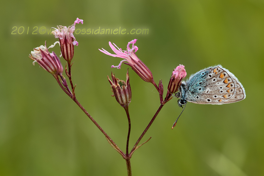 Da id... - Polyommatus icarus???