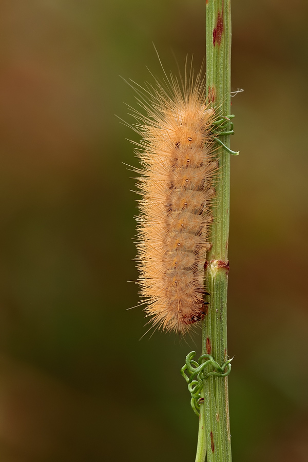 Bruco da ID - Diaphora mendica???