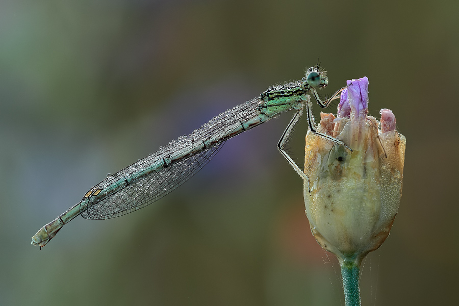 Conferma ID - Platycnemis pennipes???