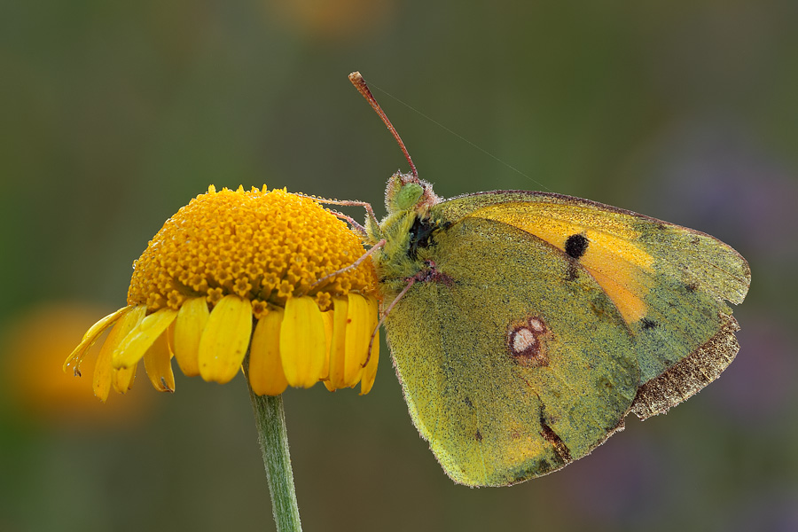 Colias crocea??? Help