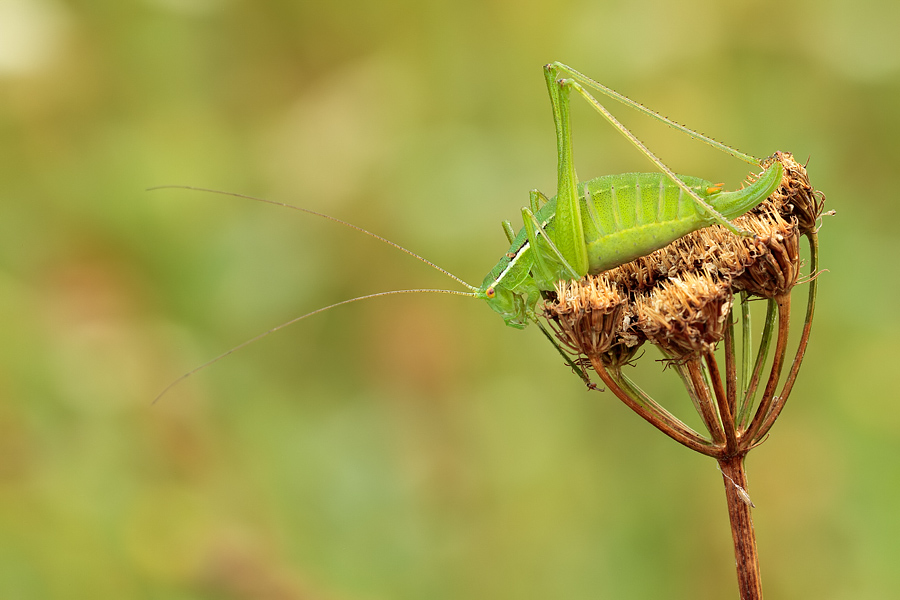 femmina di Poecilimon superbus (Phaneropteridae)