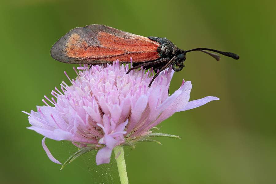 Zygaena da ID