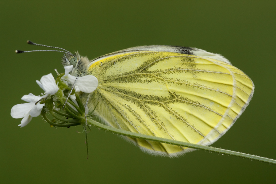 Pieridi da identificare!!! - Pieris napi