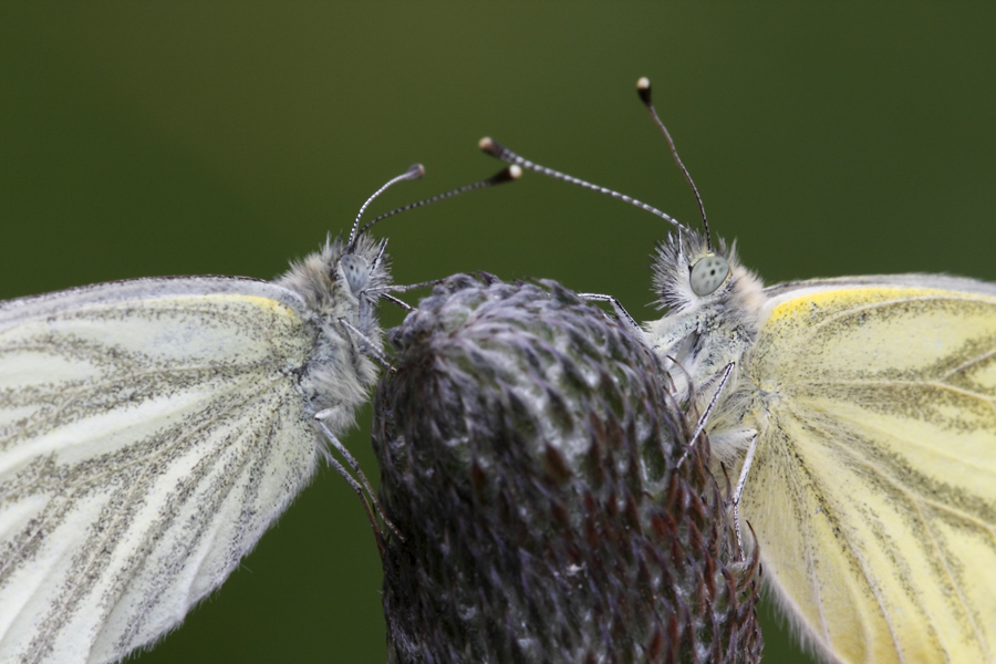 Pieridi da identificare!!! - Pieris napi