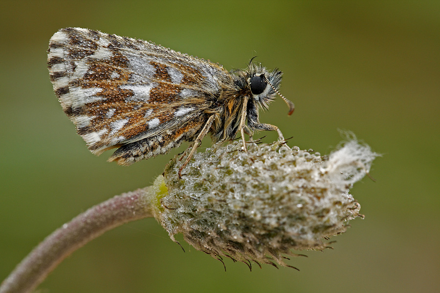 Pyrgus da identificare!!!