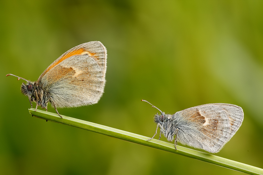 Lepidotteri insieme... da id.! - Coenonympha pamphilus