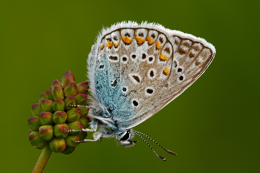 Licenide da identificare!!! - Polyommatus cf. icarus