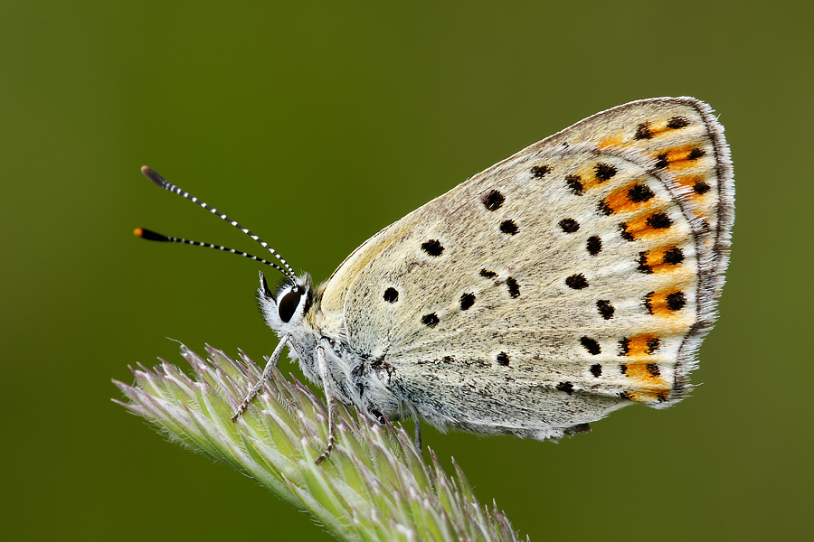 Licenide da identificare!!!