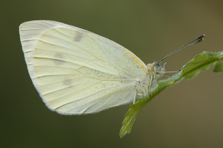 Da identificare... Pieris Napi? - No, Pieris rapae