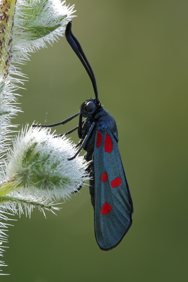 Farfalla Tam. Zigenidi da identificare!!!