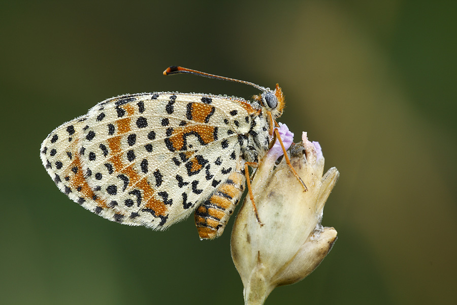 Identificazione Melitaea!!!! - Melitaea didyma