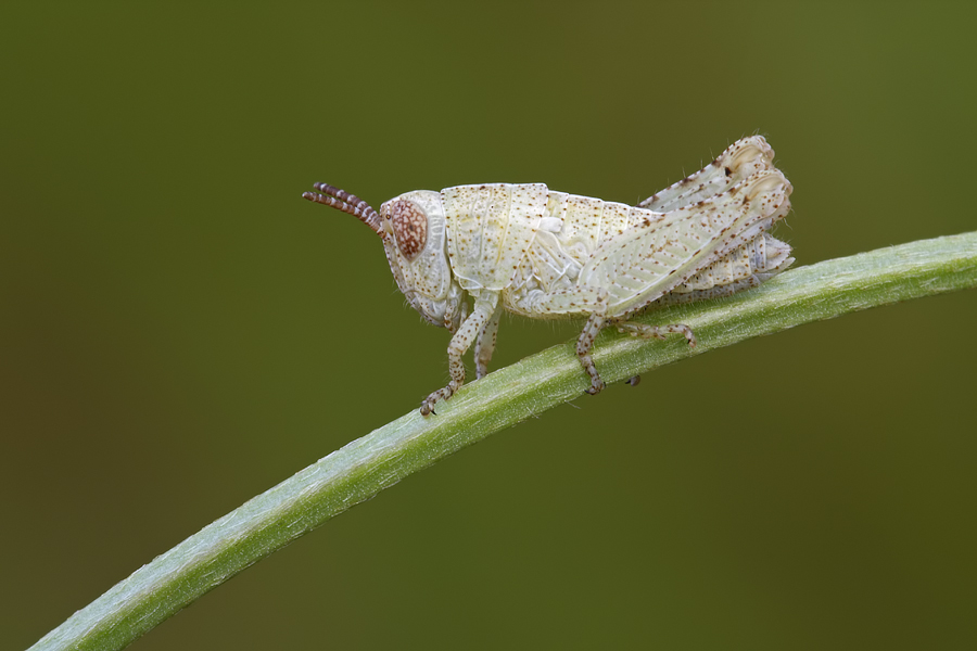 ID Orthoptera