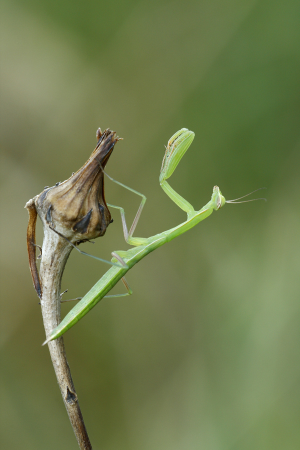 ninfa di Mantis religiosa