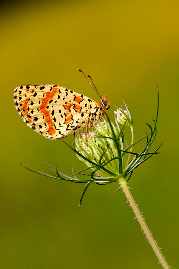 Da identificare - Melitaea Didyma? - S