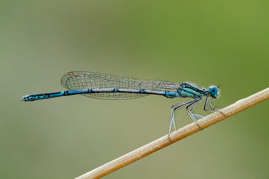 Odonato da identificare - Platycnemis pennipes (maschio)