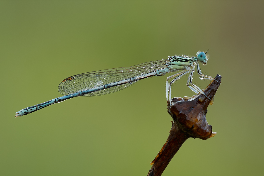 Odonata da identificare! - Platycnemis pennipes