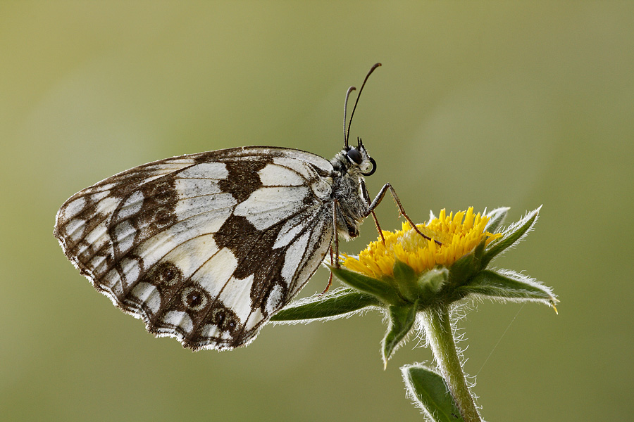 Melanargia galathea???? - S