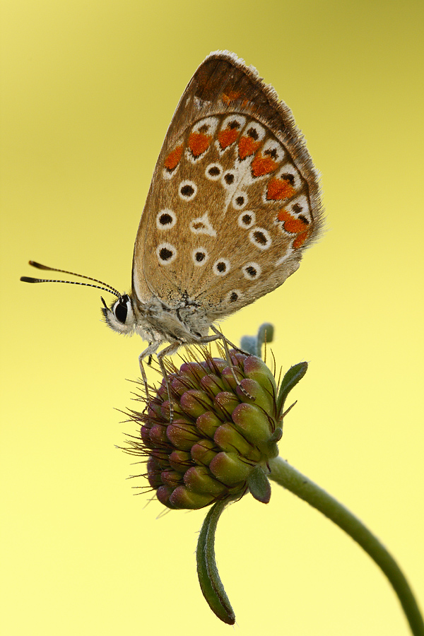 Licenide da identificare!!! - Polyommatus cf. icarus