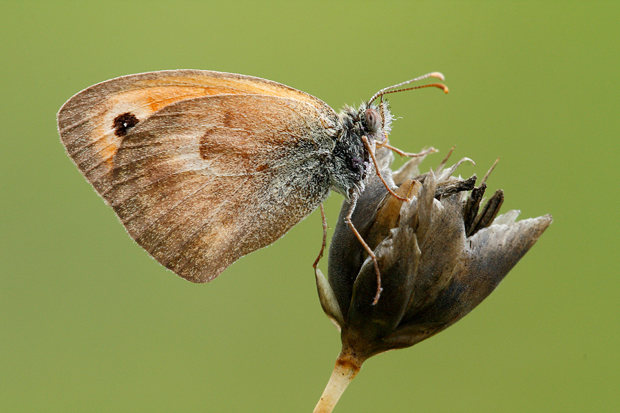 Satyridae da identificare! - Coenonympha pamphilus