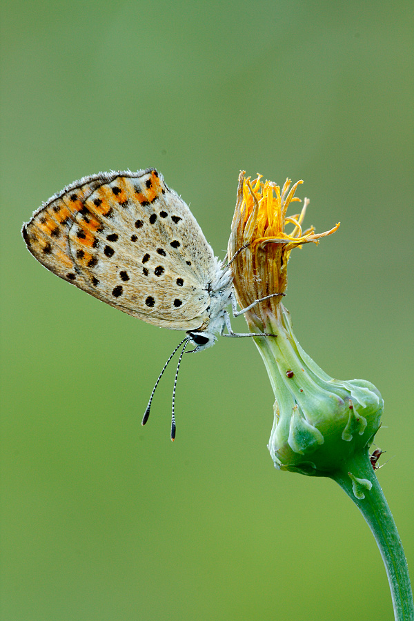 Licenide da identificare!!! Help - Lycaena tityrus