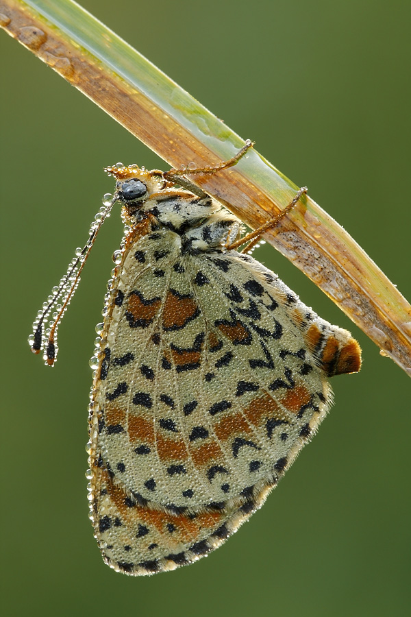 Melitaea didyma??? - S