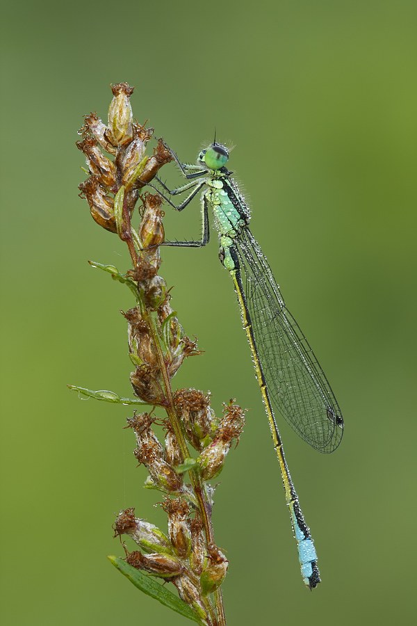 Ischnura elegans??? -  S