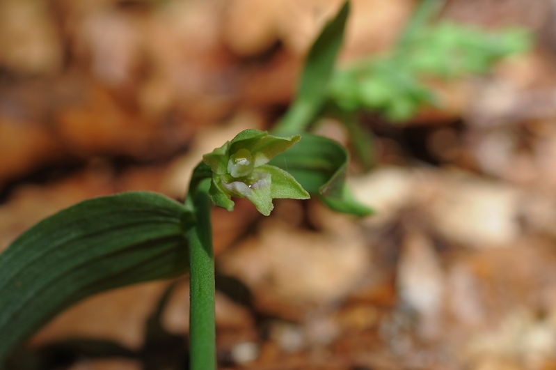 Epipactis  muelleri