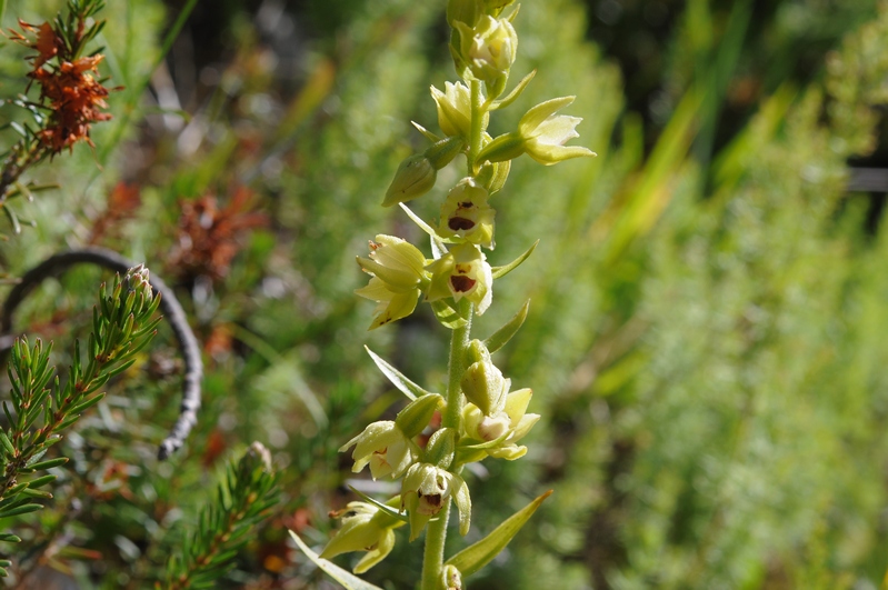 Epipactis  muelleri