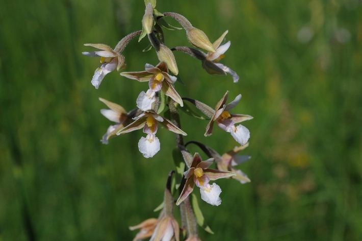 Alpi Apuane - Epipactis palustris