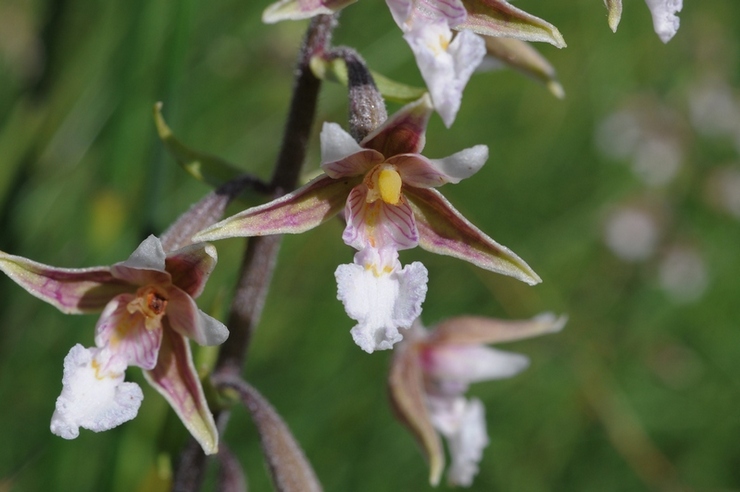 Alpi Apuane - Epipactis palustris