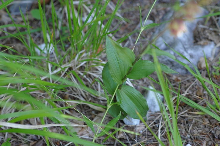 Foglie epipactis