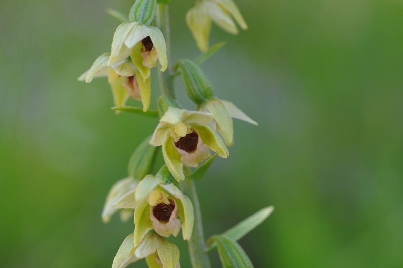 Epipactis  muelleri