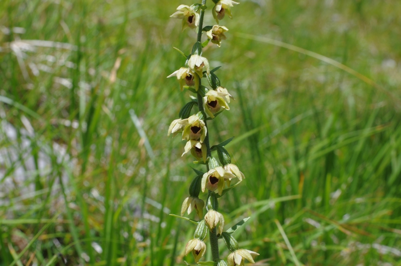 Epipactis  muelleri