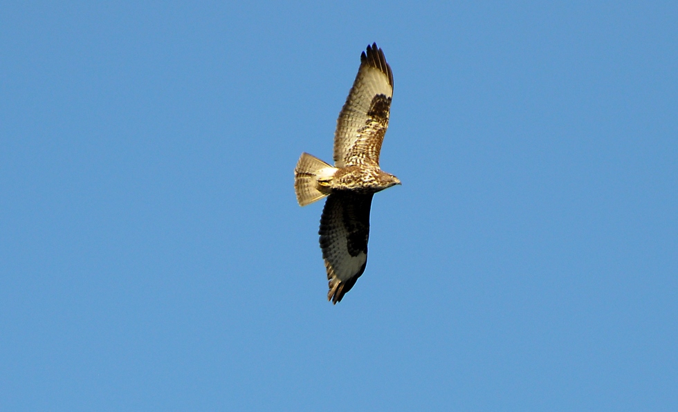 Poiana - Buteo buteo (volo)