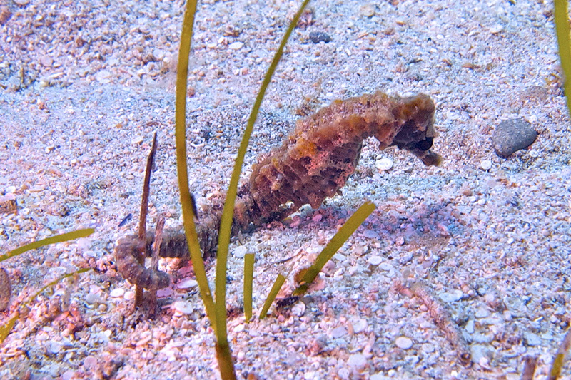 Seahorse from Cyprus - Hippocampus fuscus