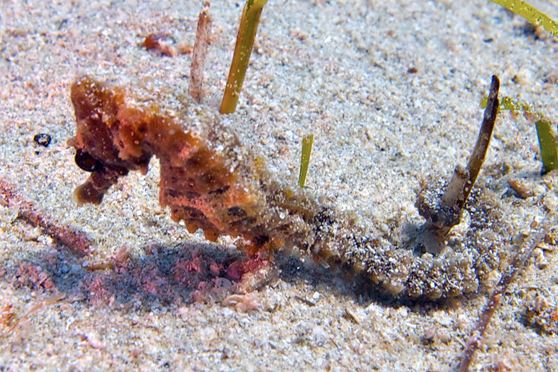 Seahorse from Cyprus - Hippocampus fuscus