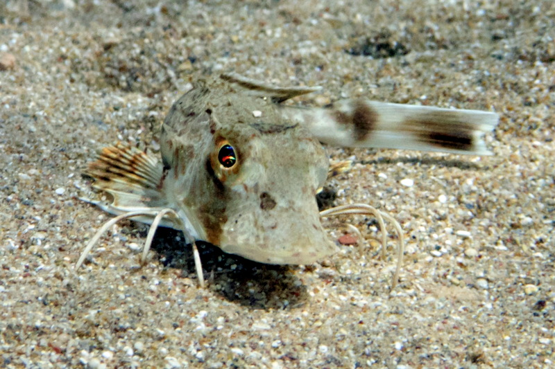 Seek ID for gurnard from Cyprus (Chelidonichthys lucerna)