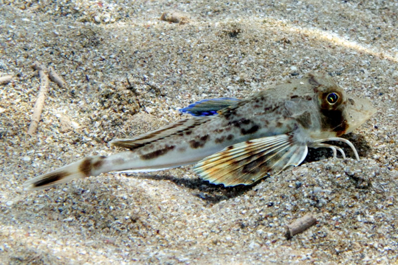 Seek ID for gurnard from Cyprus (Chelidonichthys lucerna)