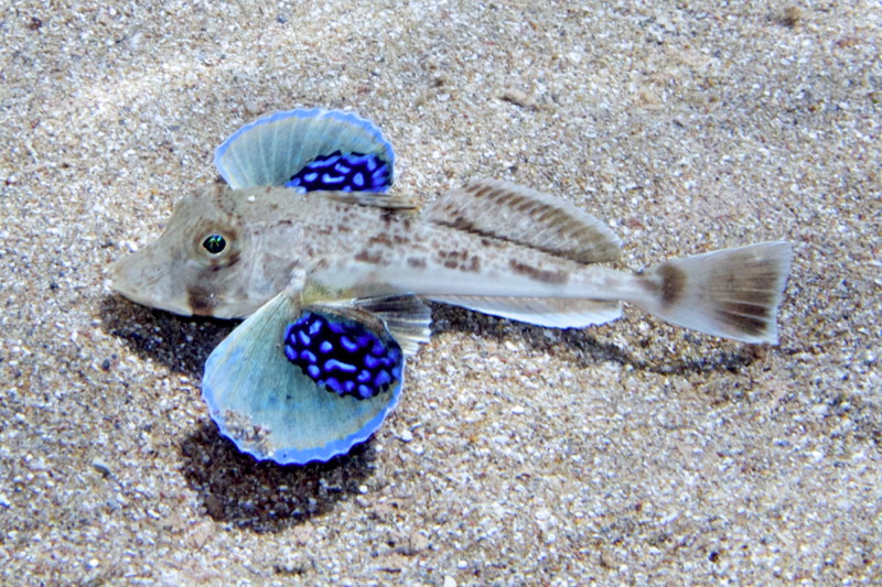 Seek ID for gurnard from Cyprus (Chelidonichthys lucerna)